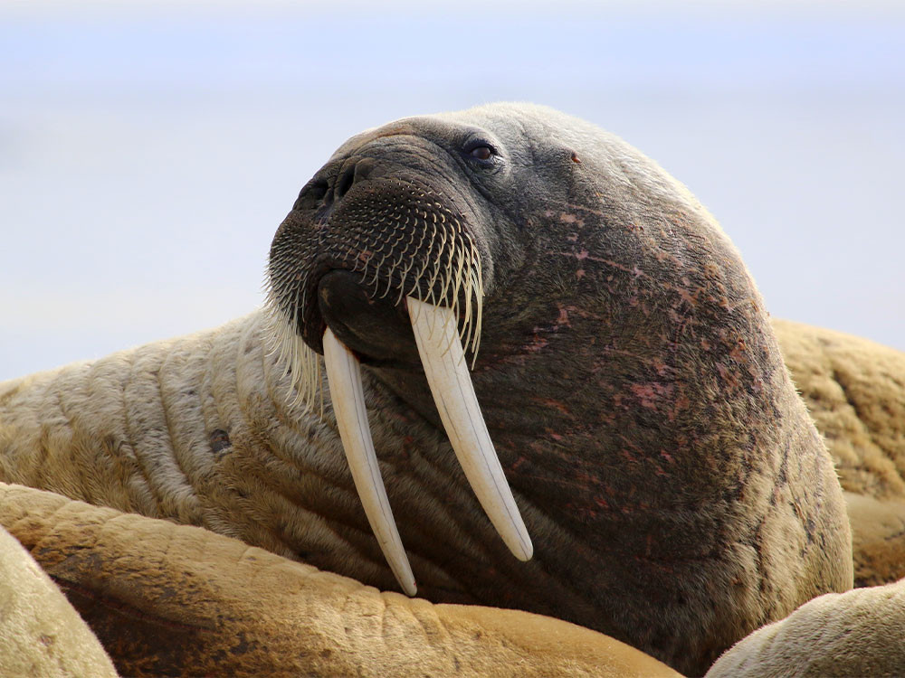 Walrus met indrukwekkende tanden