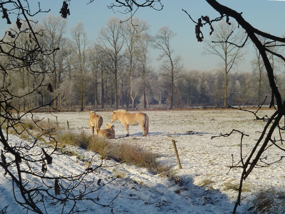 Winter in Veenendaal