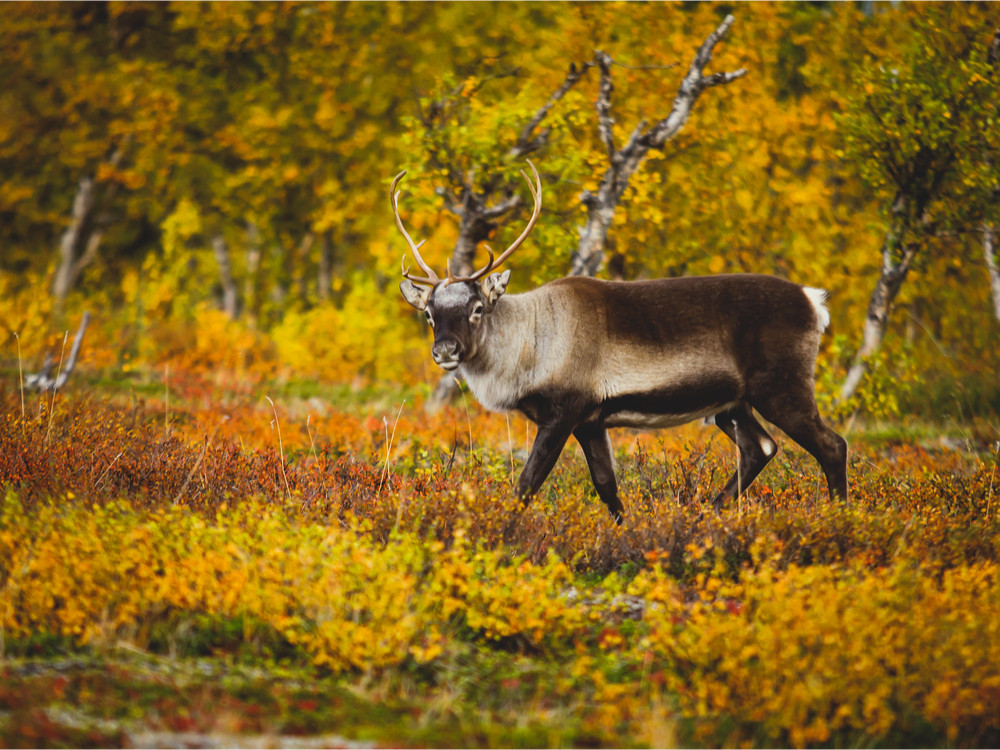 Zweeds Lapland natuur