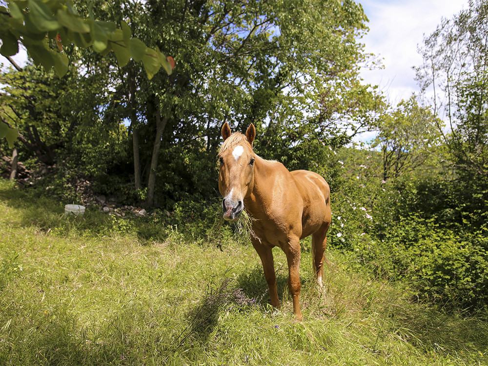 De paarden laten grazen tijdens de lunch