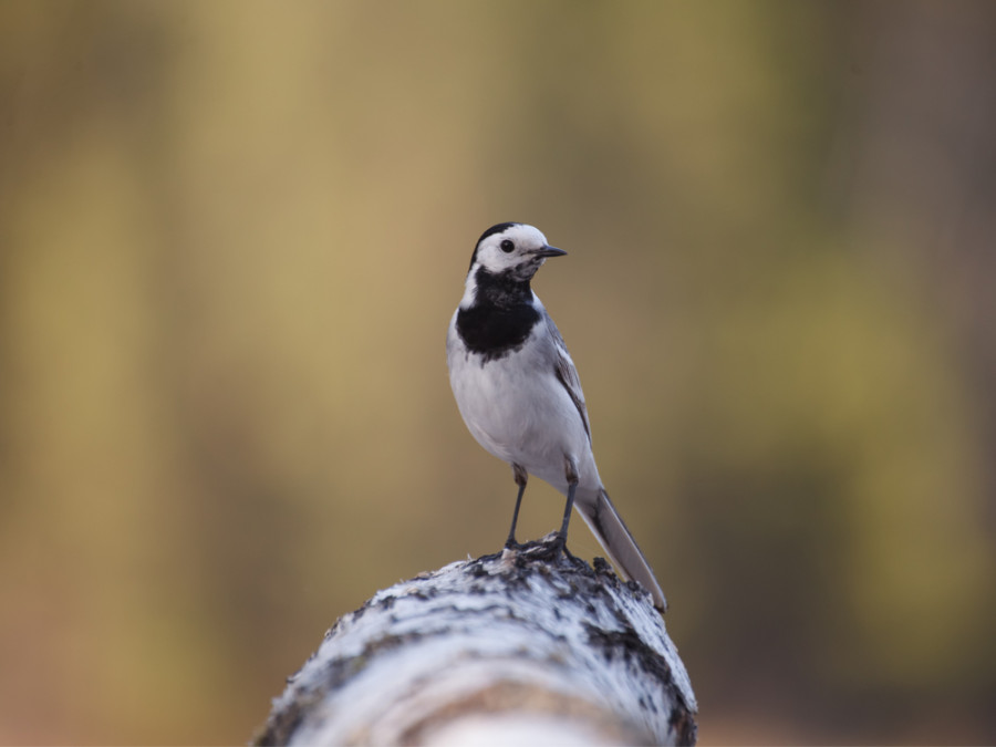 Natuur in Letland