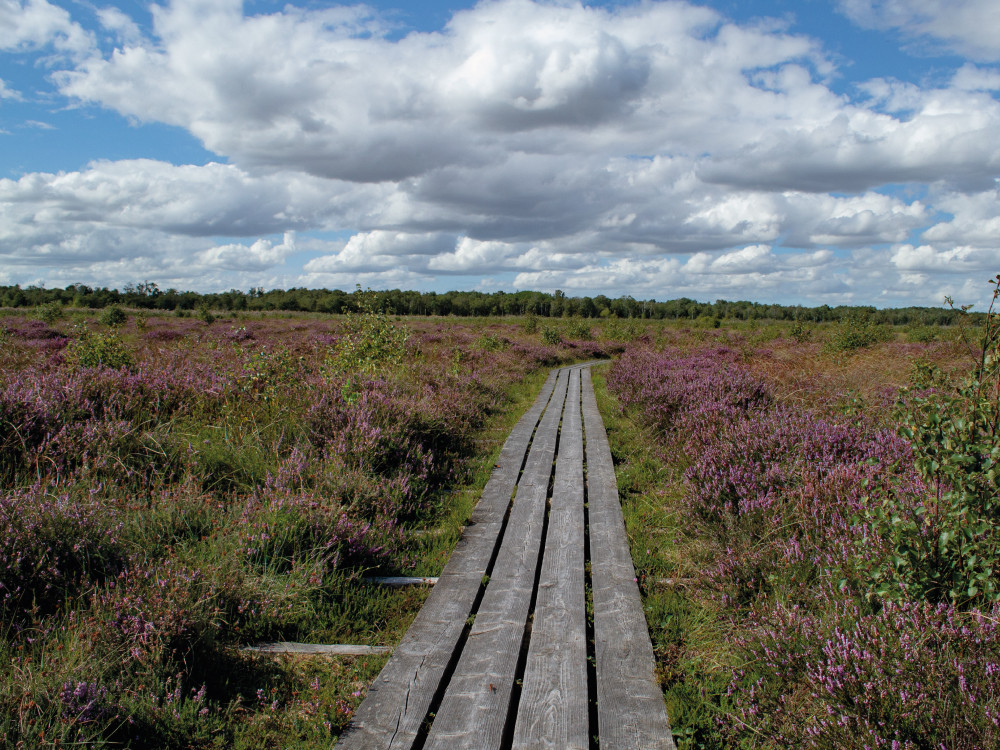 Wandelen bij Lille Vildmose