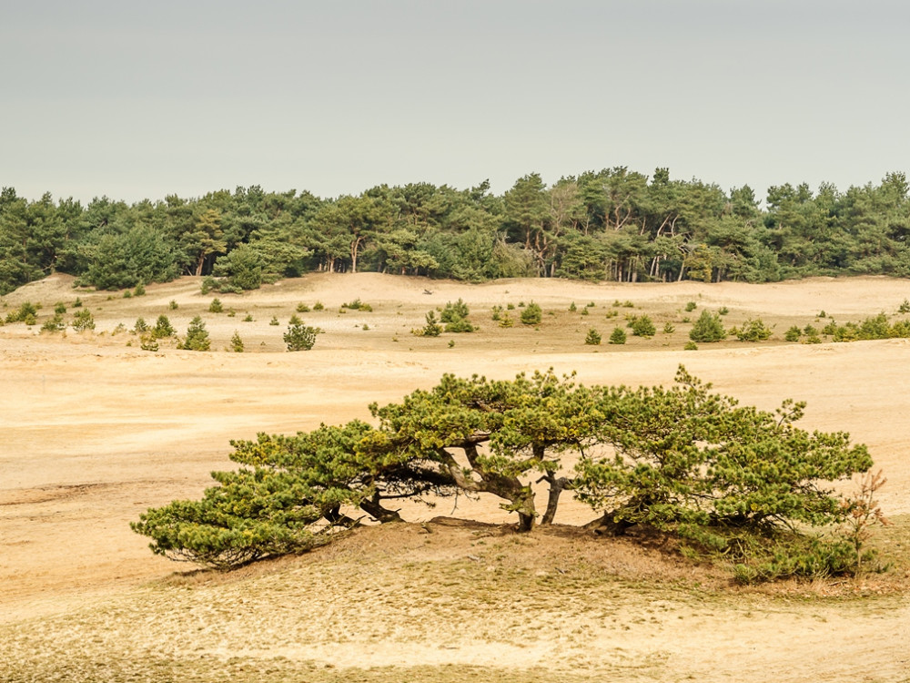 Natuur in Limburg