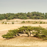 Afbeelding voor Zandverstuivingen in België
