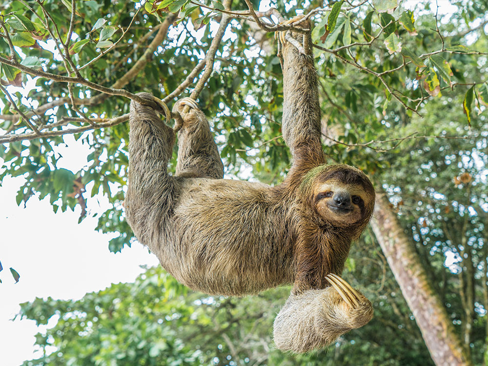 Luiaard in de jungle