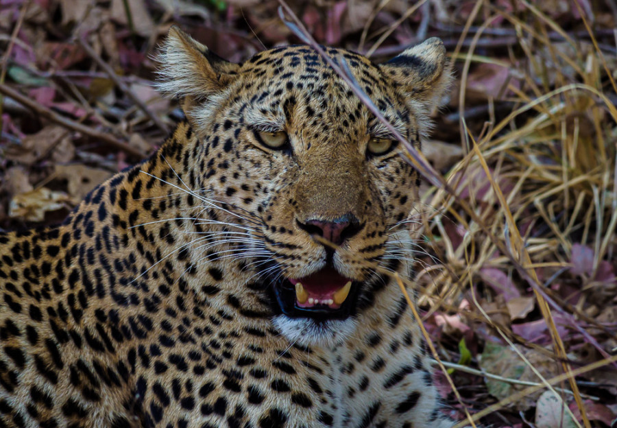 Wildlife Zambia