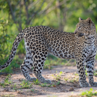 Afbeelding voor Natuur in Afrika