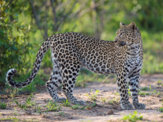 Afbeelding voor Natuur in Afrika