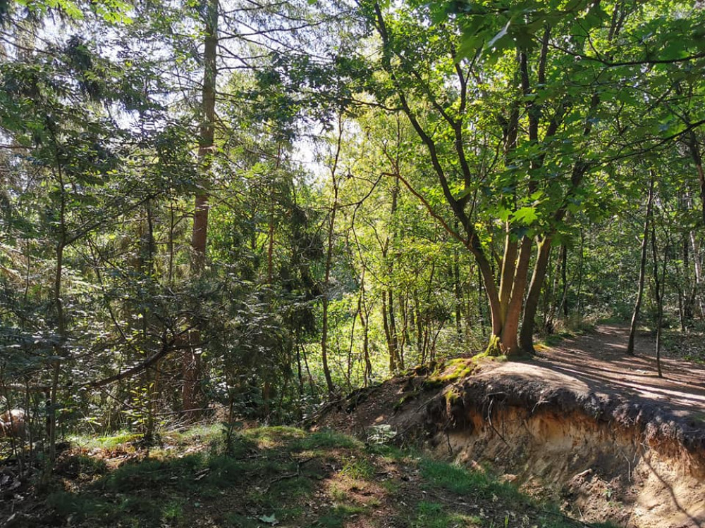 Bossen bij Lunteren