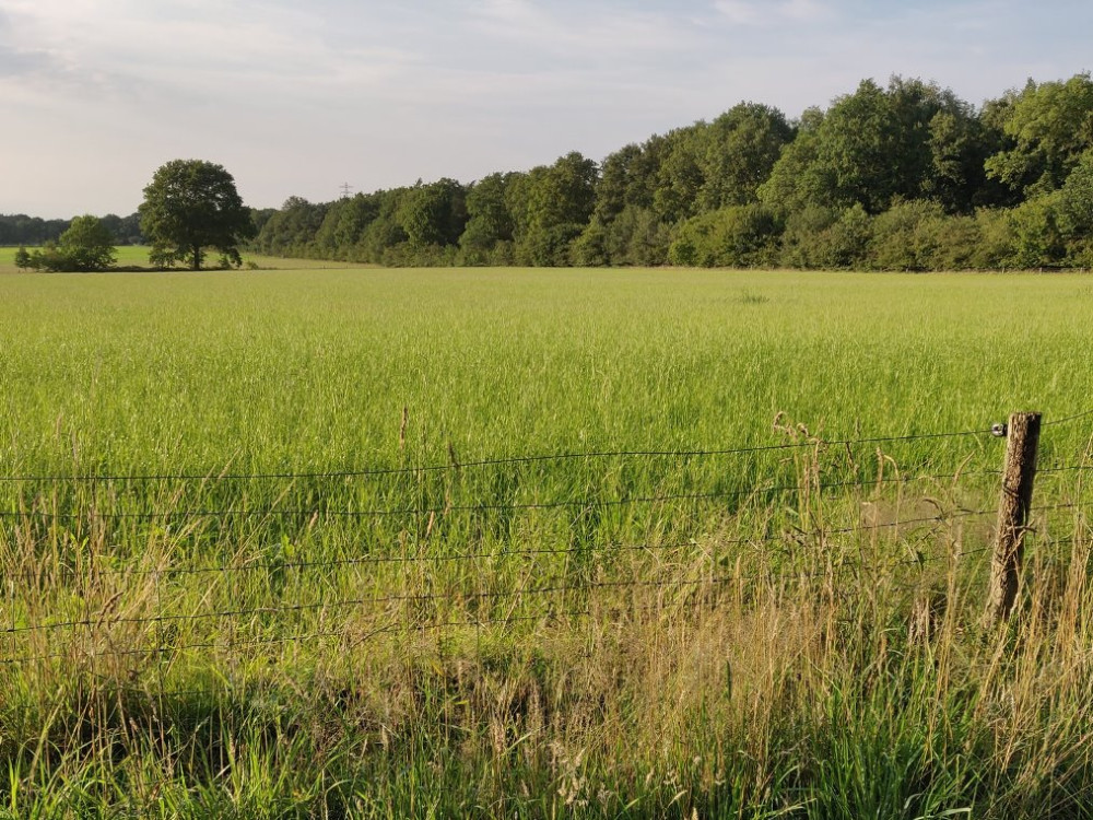 Natuur in avondzon