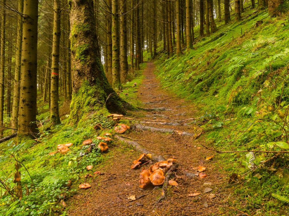 Wandelen in Luxemburg