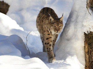 Afbeelding voor Winter in de Harz