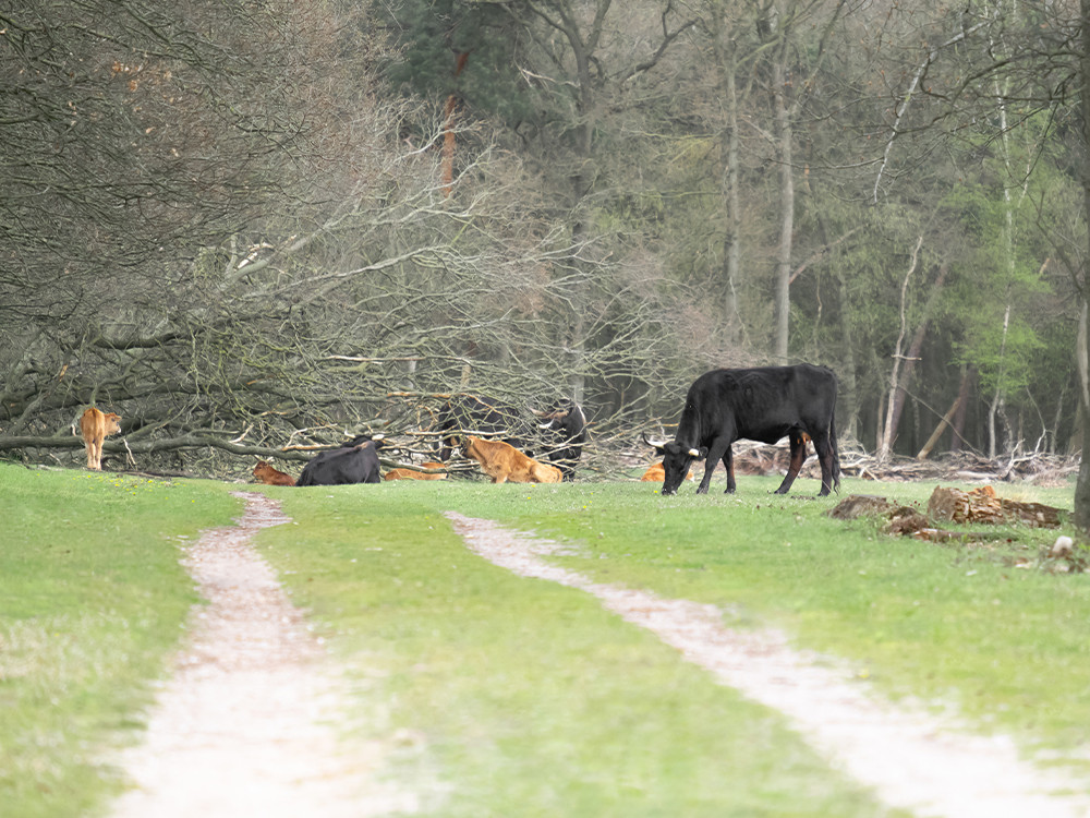 Dieren Maashorst