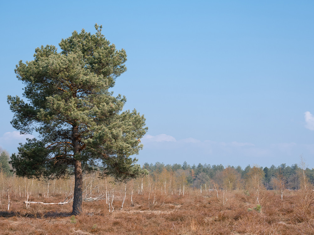 Natuur op de Maashorst