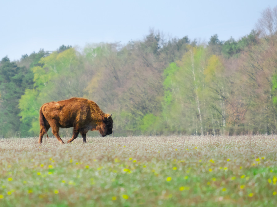 Wisenten in Nederland