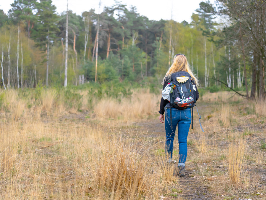 Wandelen op de Maashorst