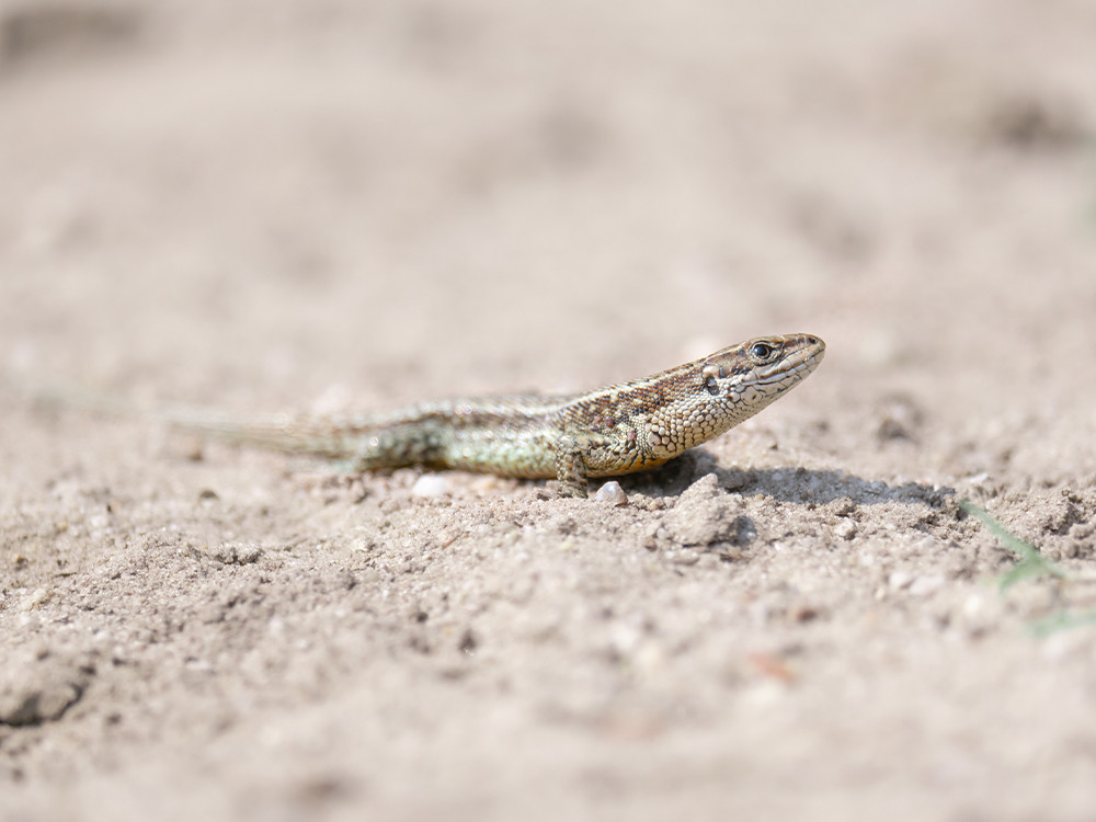 Hagedis op de heide