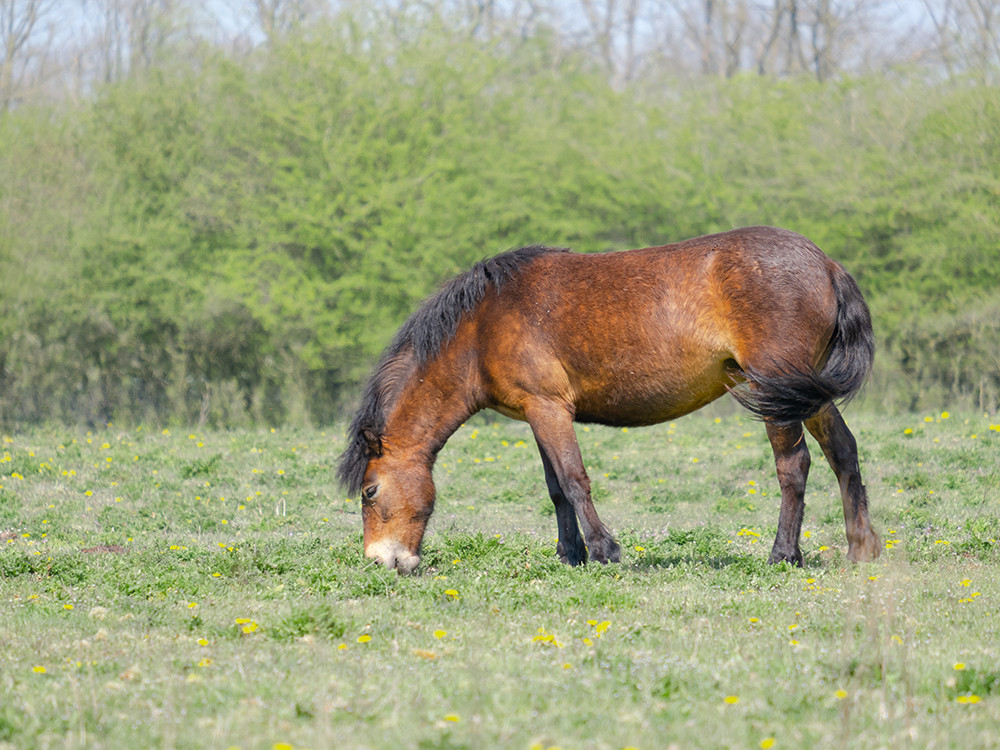 Exmoor pony