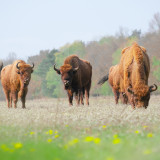 Afbeelding voor De Maashorst