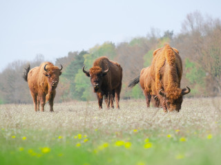 Afbeelding voor De Maashorst