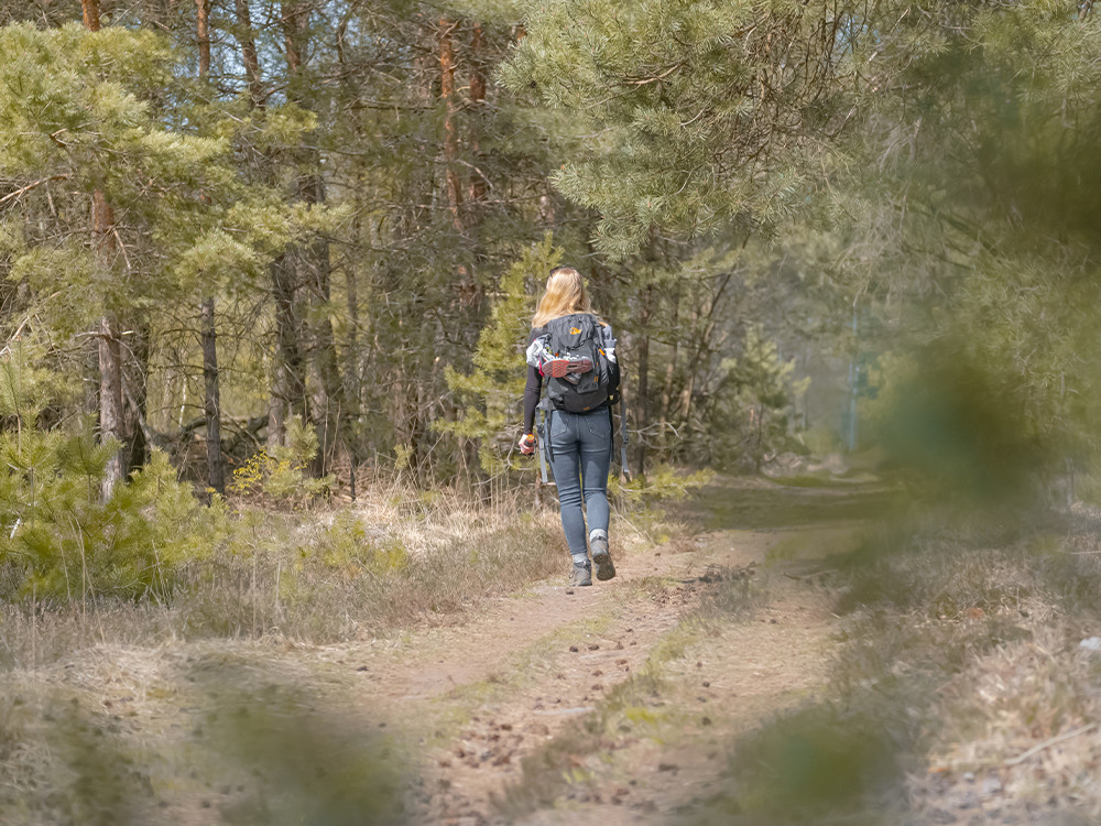 Wandelen op de Maashorst