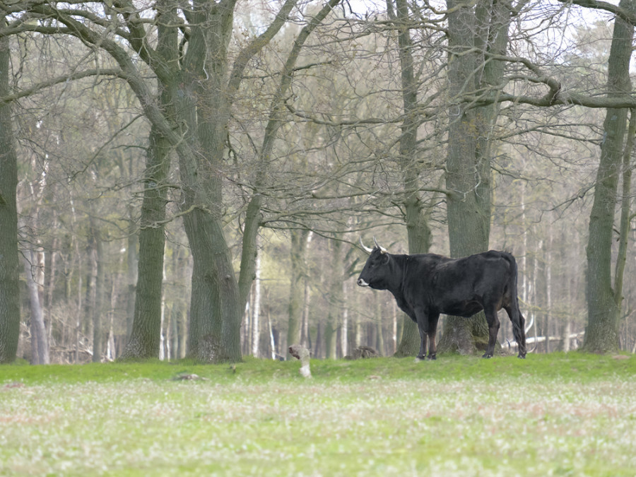 Begrazingsgebieden Maashorst