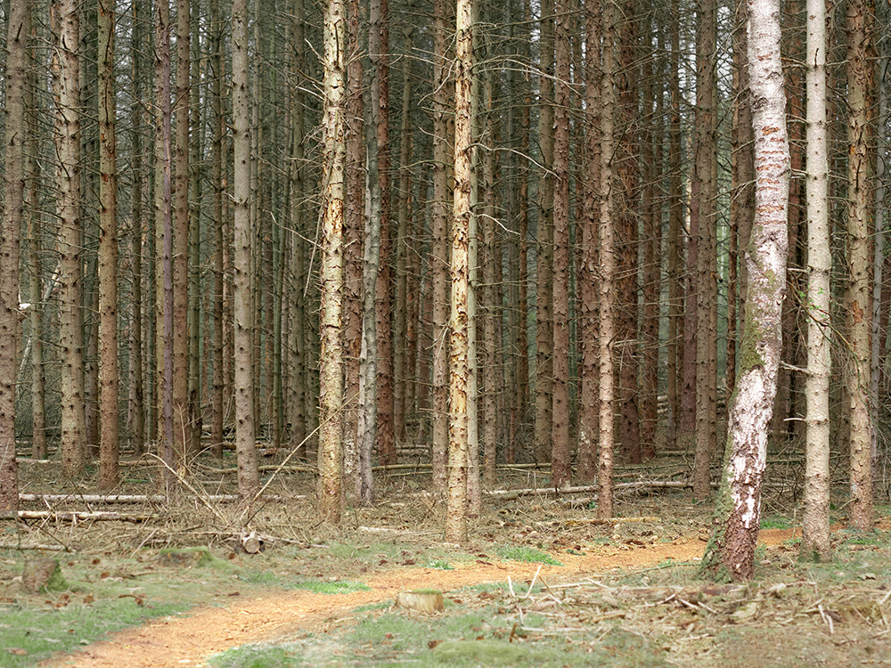 Bospaden op de Maashorst