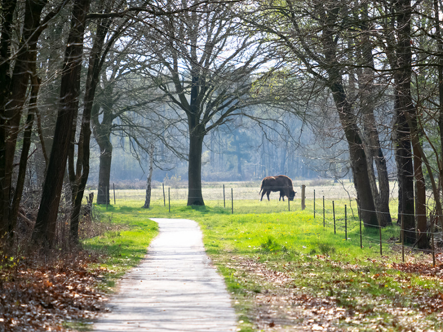 Wisenten wandelroute Maashorst