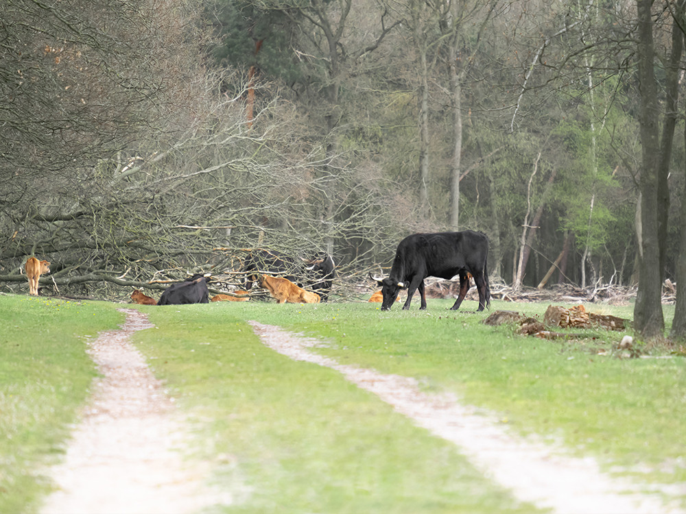 Taurossen midden op het pad