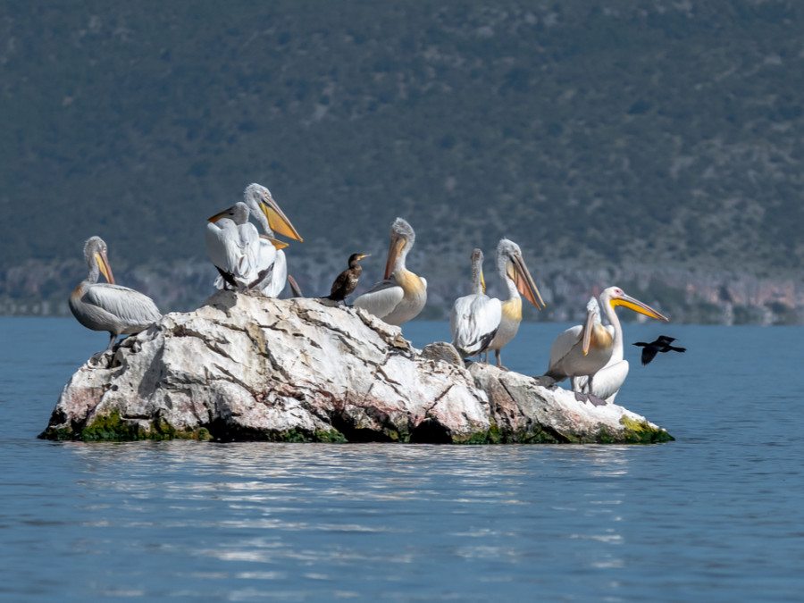 Pelikanen Prespameer