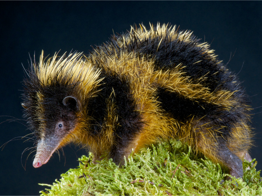 Bijzondere dieren Madagaskar