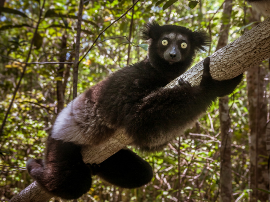 Dieren in Madagaskar