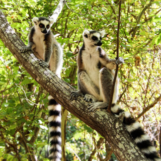 Afbeelding voor Isalo National Park