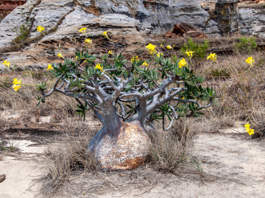 Flora in Isalo