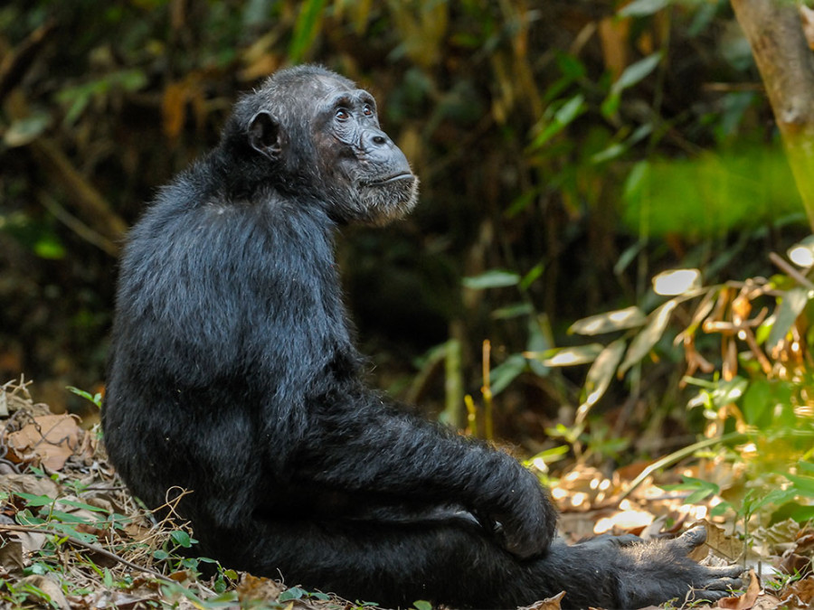 National parks Tanzania