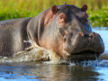 Nijlpaard in Liwonde