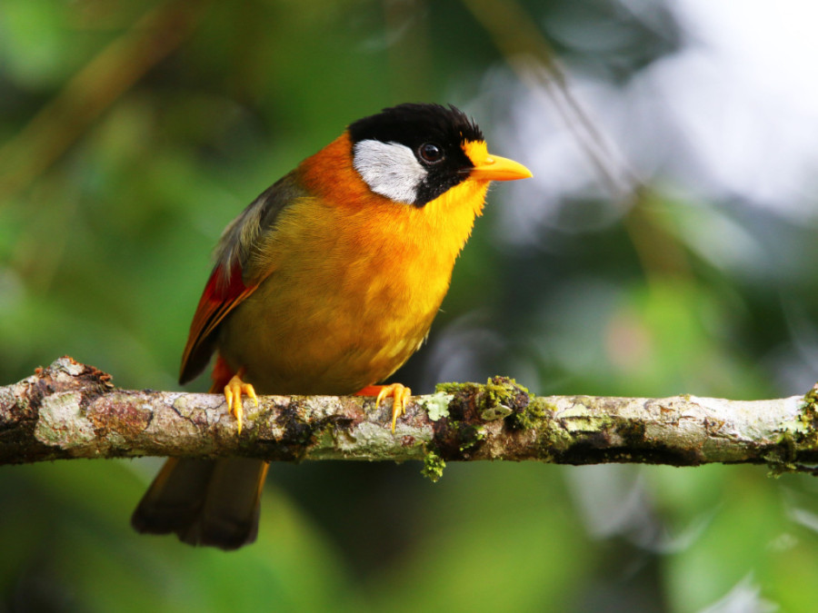 Vogels in Maleisië