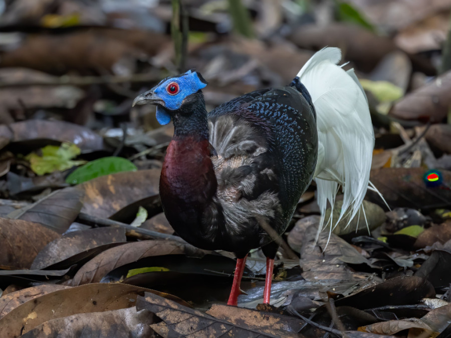 Bulwers Pheasant