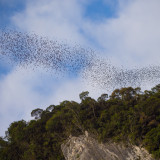 Afbeelding voor Vleermuizen in Mulu