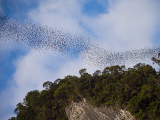 Afbeelding voor Vleermuizen in Mulu