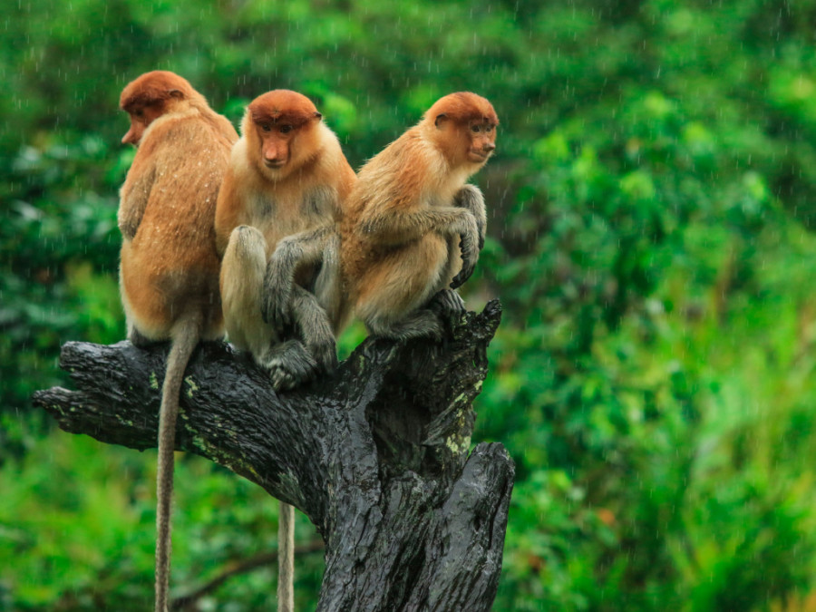 Maleisië wildlife