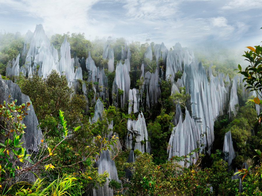 Pinnacles van Mulu