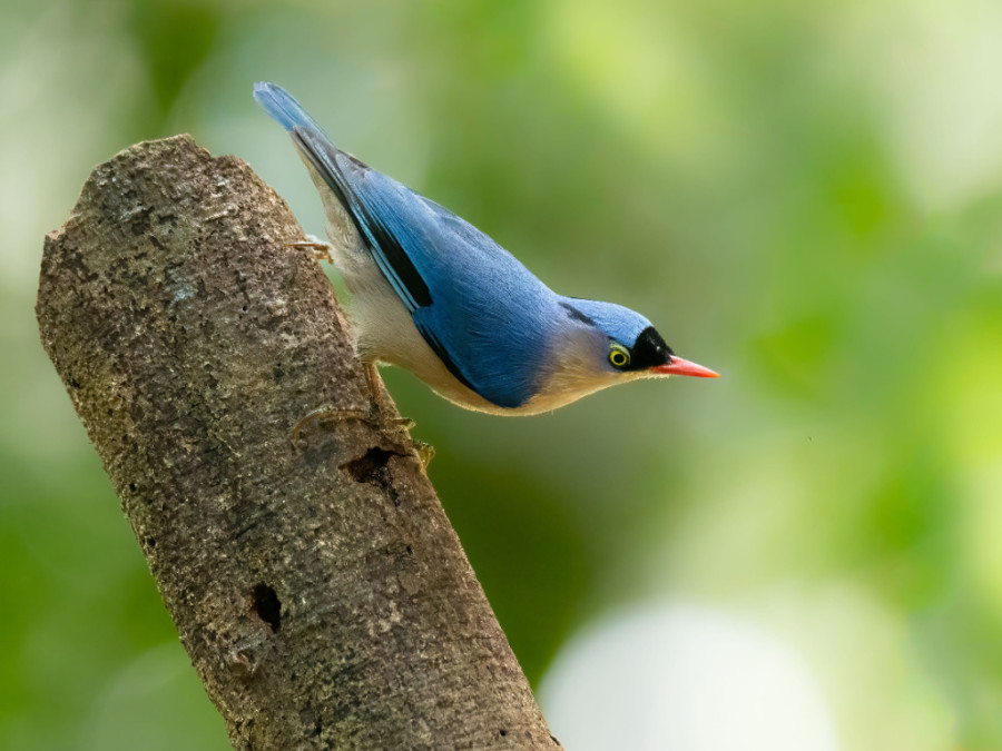 Velvet fronted nuthatch