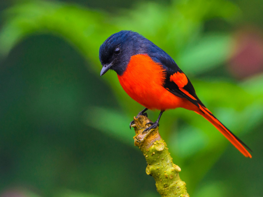 Grey chinned minivet