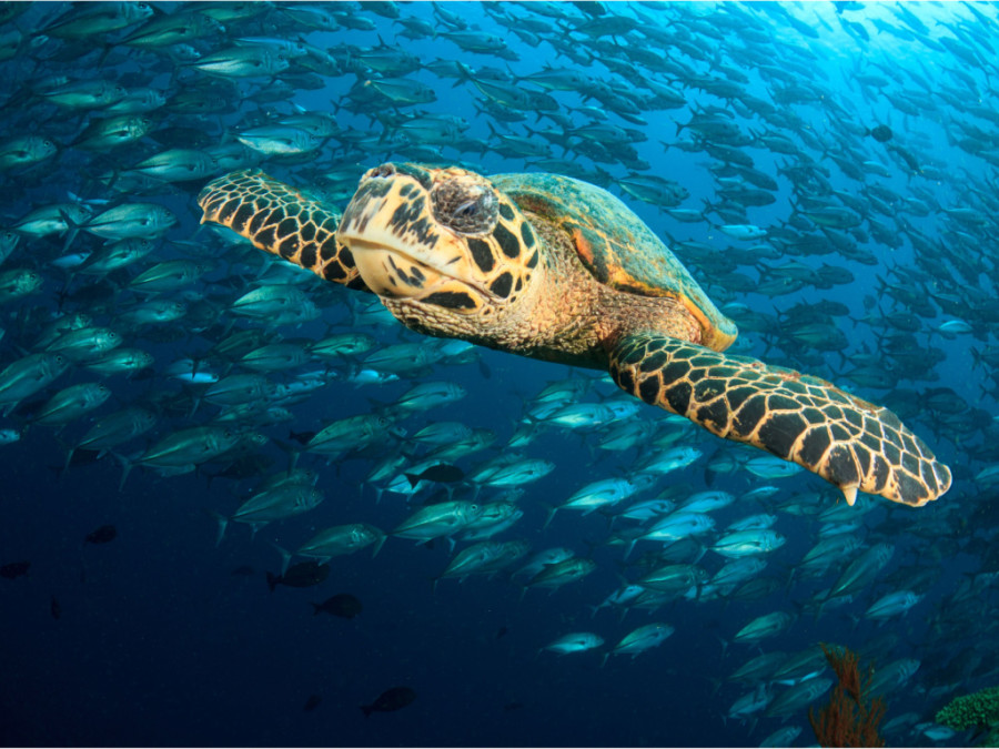 Schildpadden Maleisië