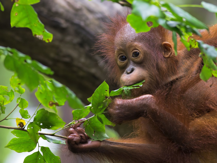 Sepilok Orang Utan Rehabilitation Centre