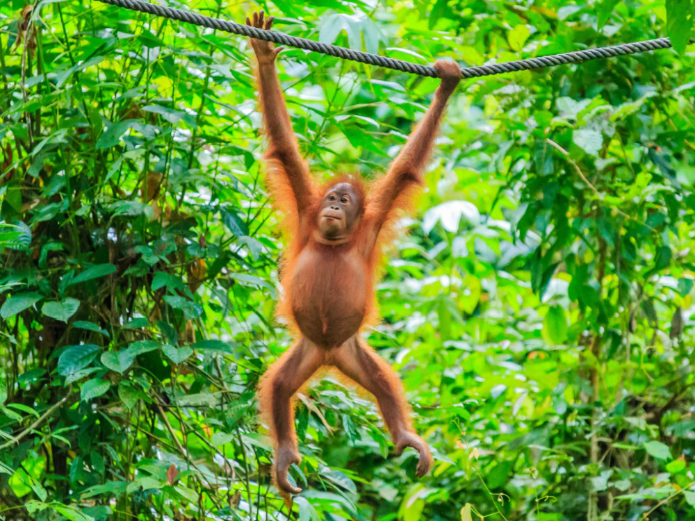 Sepilok orang-oetan centre