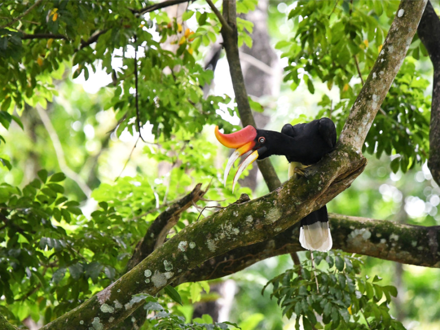 Vogels kijken in Maleisië