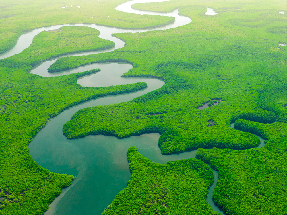 Mangrove in Gambia