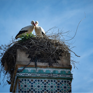 Afbeelding voor Vogels in Marokko